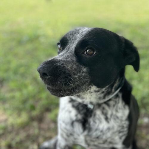 Buddy 3