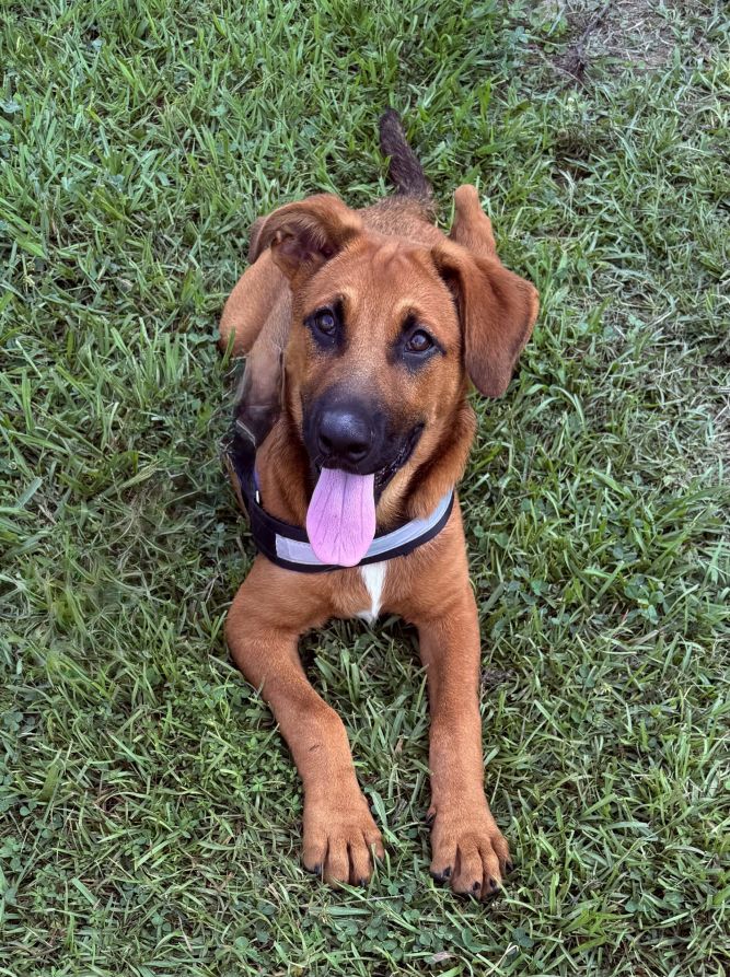 Cooper