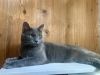 Sable photo 1