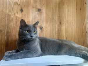 Sable, Adult Male Domestic Short Hair