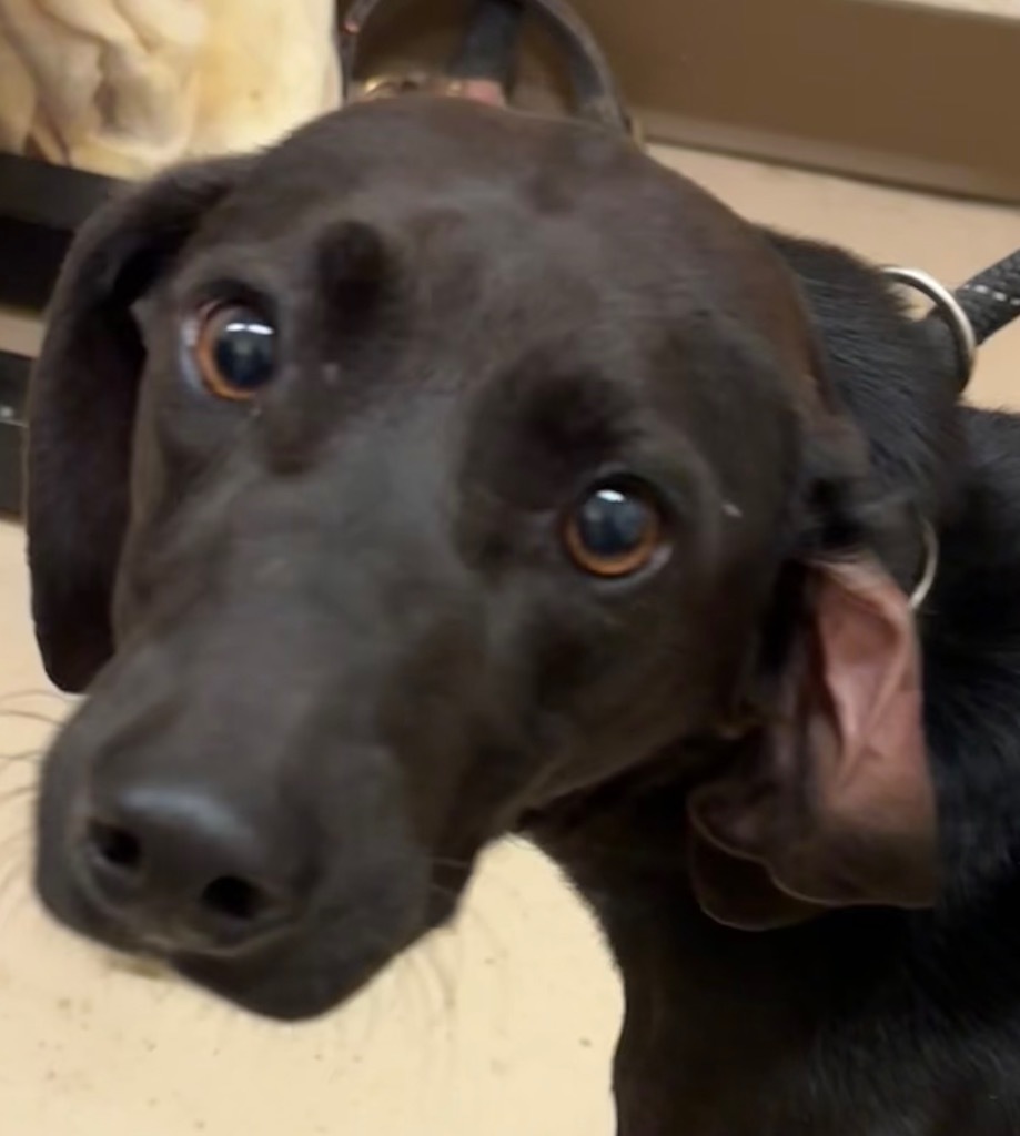 BOSCOE