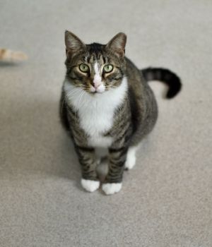 Shakespeare came to Good Mews after being rescued by a kind-hearted Good Samaritan This cautious bo