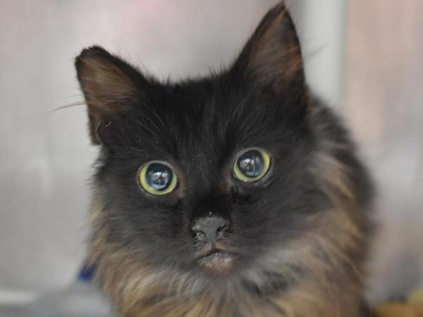 Soot Sprite