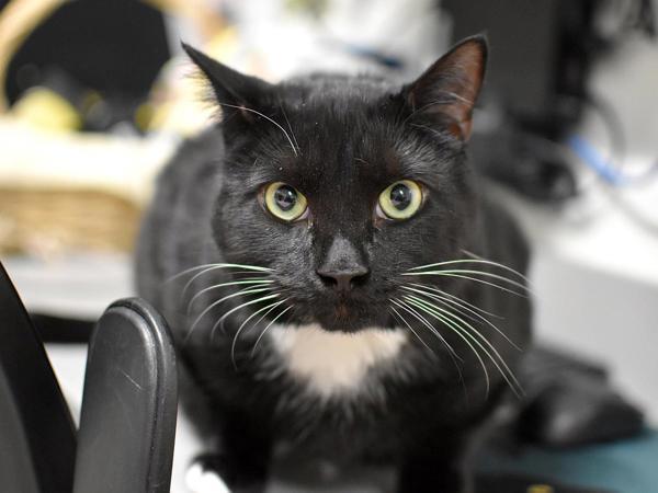 Zuko