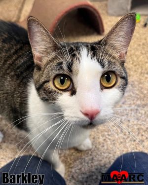 Current Petsmart Alcoa Resident Barkley a playful tabby and white kitten named after Charles Bark