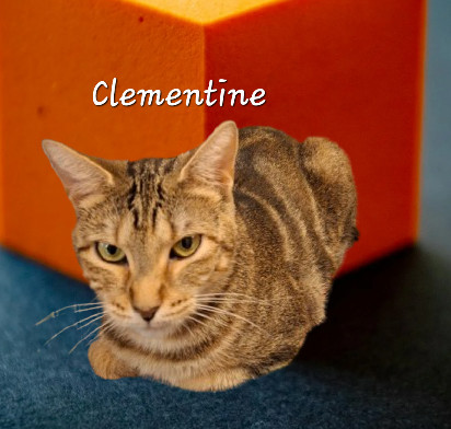 Clementine #jungle-queen