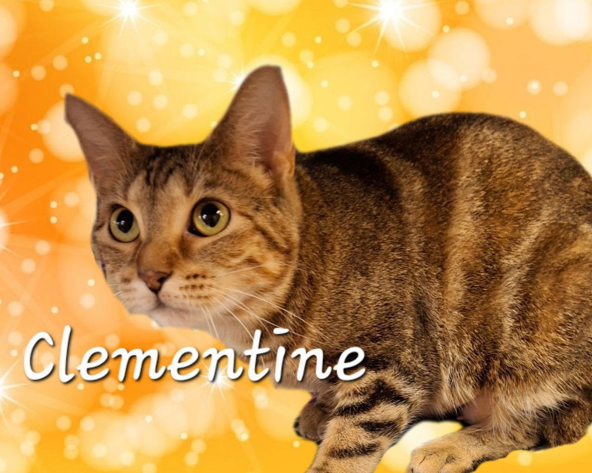 Clementine #jungle-queen