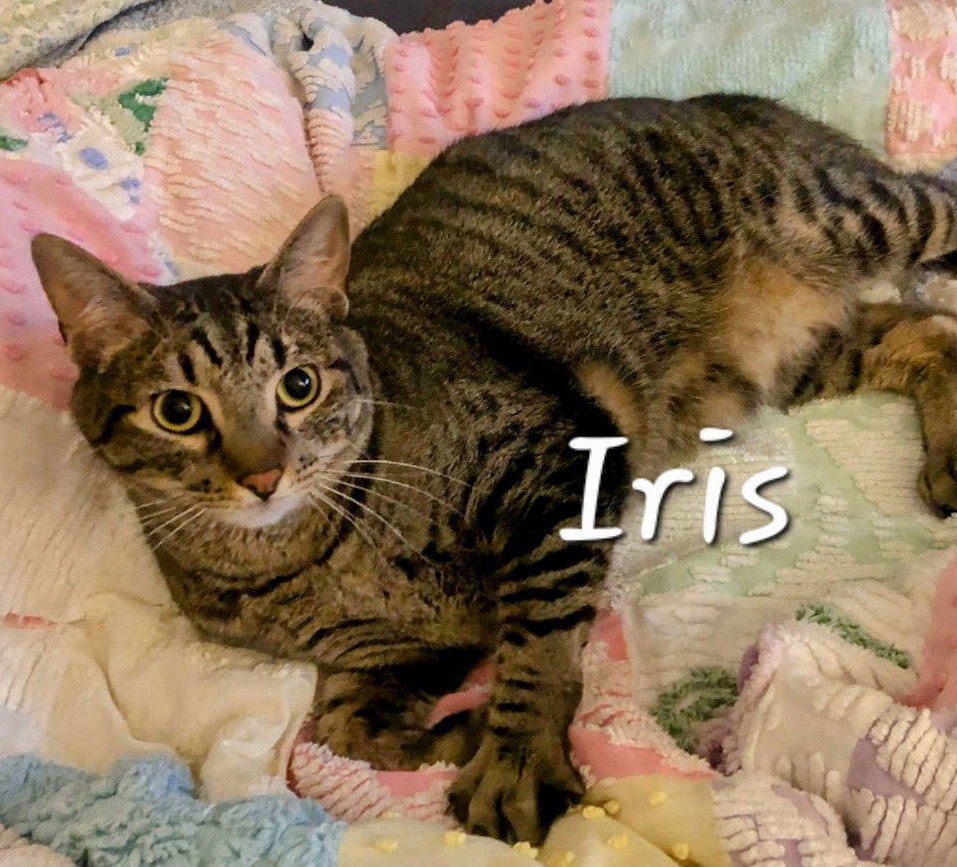 Iris #king-of-cozy