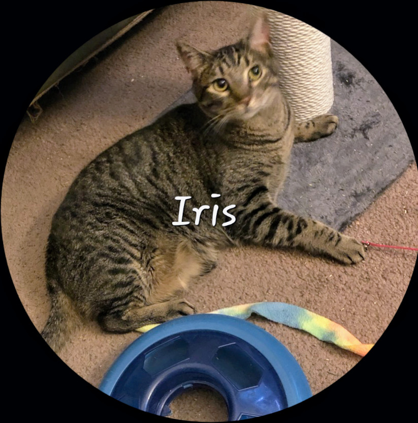 Iris #king-of-cozy
