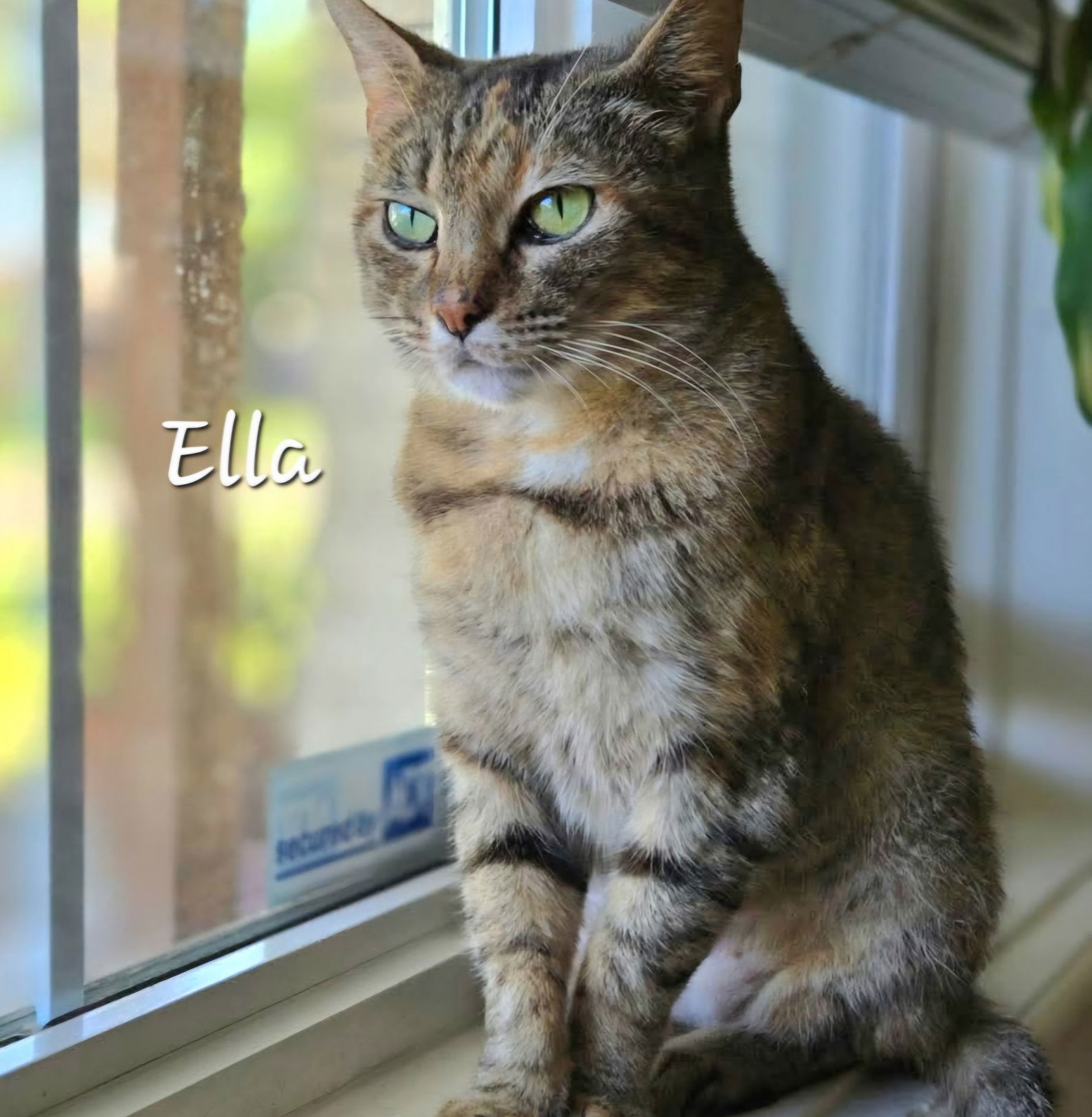 Ella #thoughtful-torbie