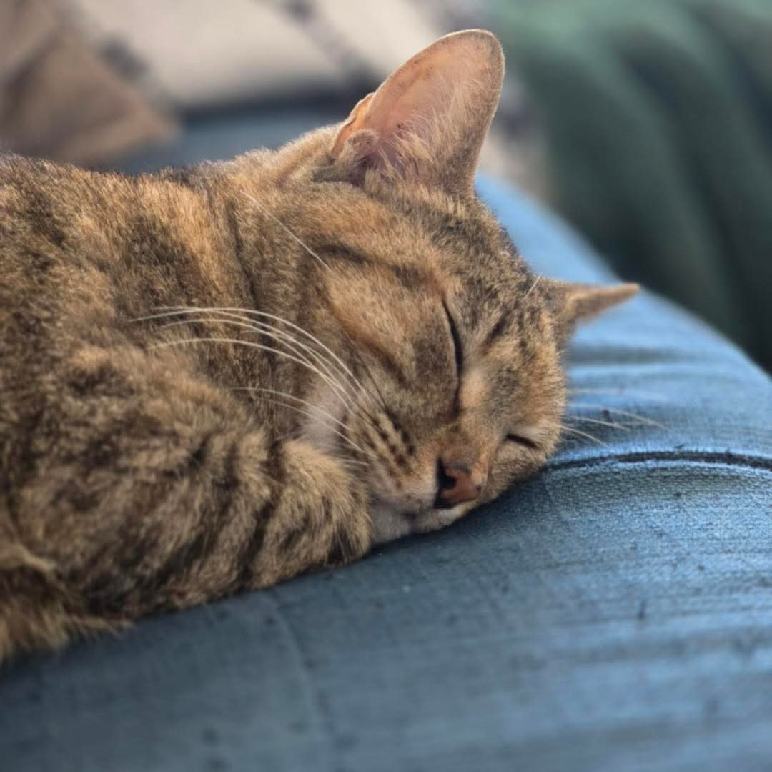 Ella #thoughtful-torbie
