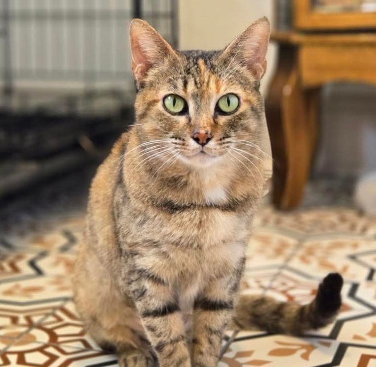 Ella #thoughtful-torbie