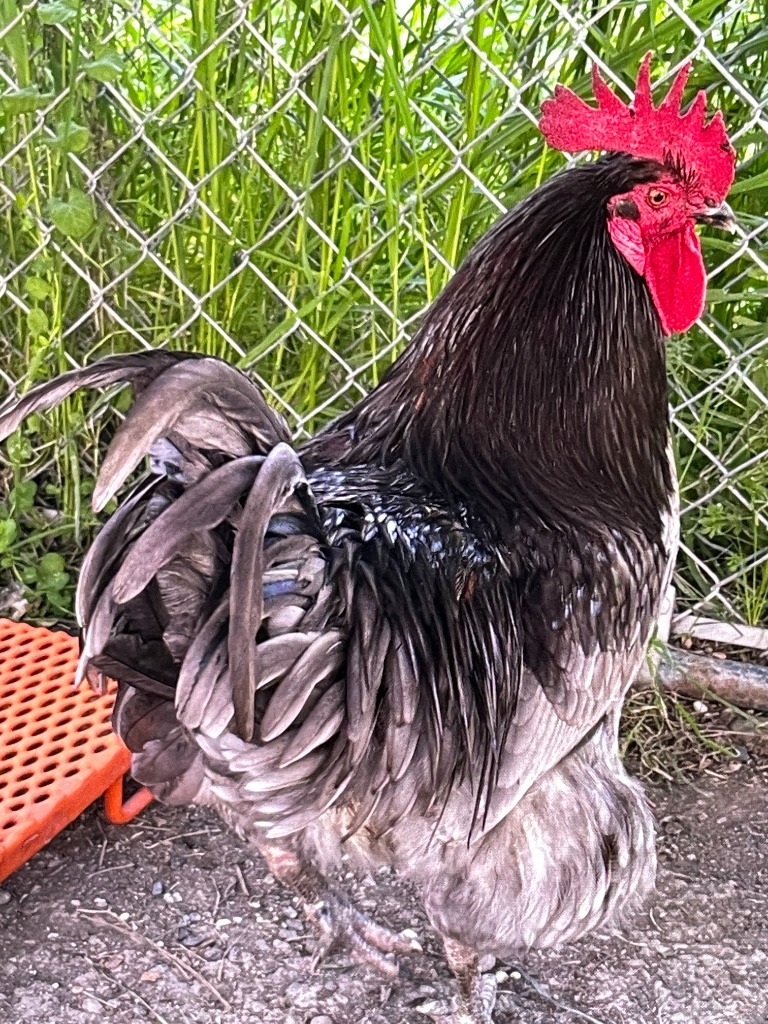 Rooster