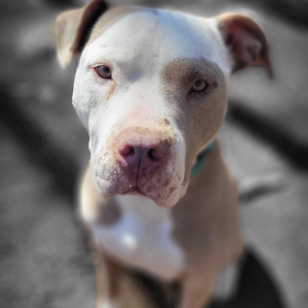 Kash