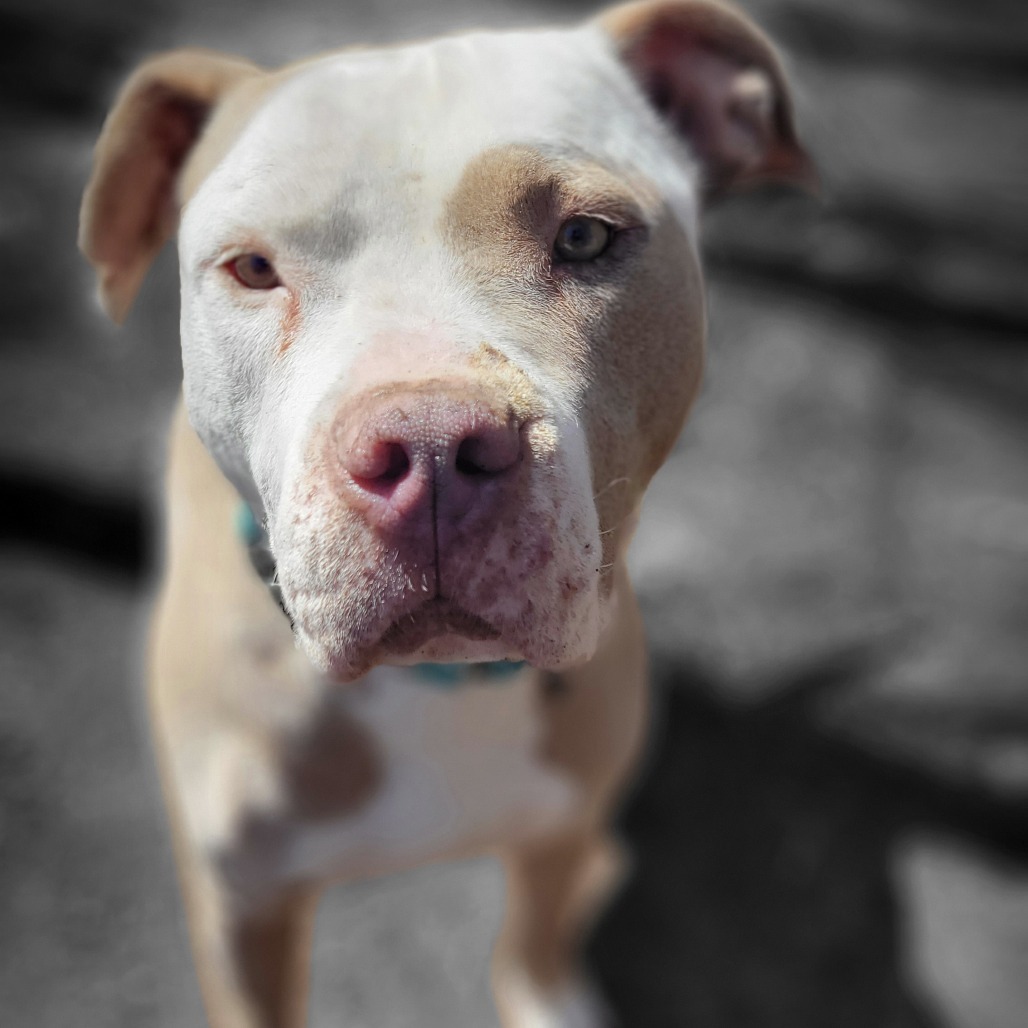 Kash