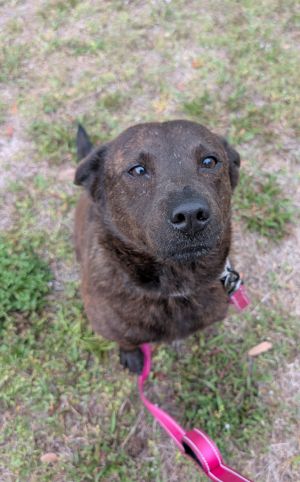 Hazel $70 Adoption Fee!