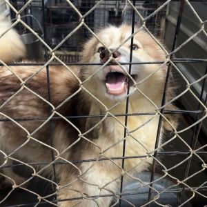 Charlie, Adult Female Husky