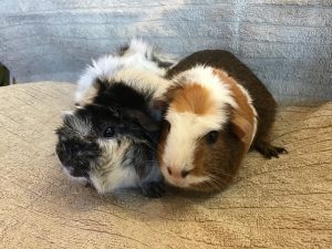 Snow Whyte ( Bonded to Sleeping Beautee), Adult Female Guinea Pig