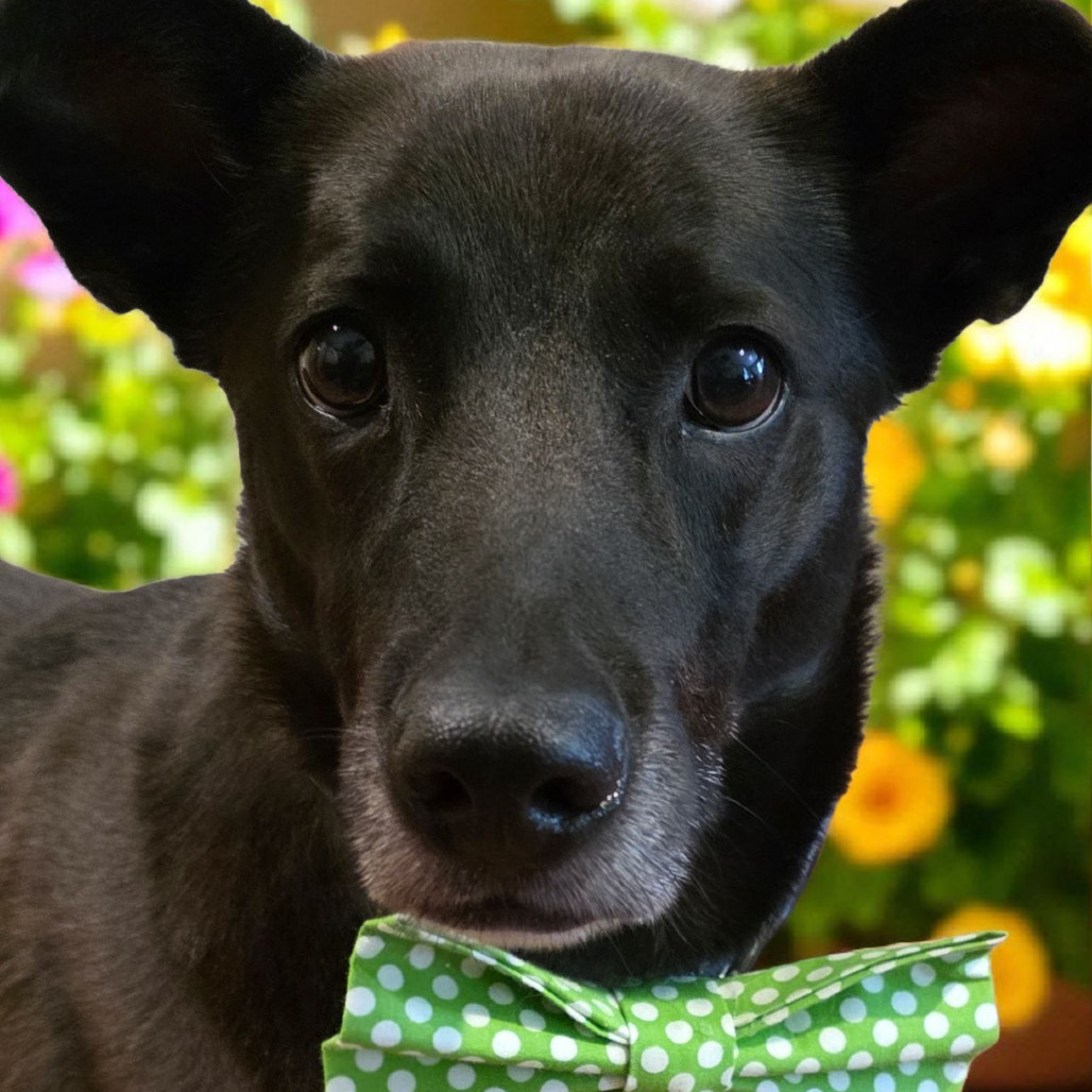 Mosey, an adoptable Mixed Breed in Glenfield, NY, 13343 | Photo Image 1