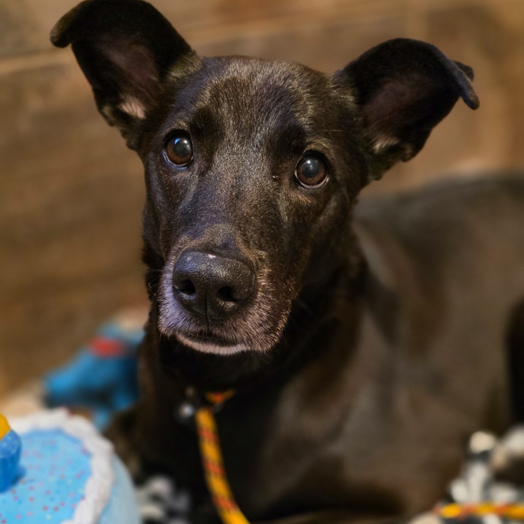 Mosey, an adoptable Mixed Breed in Glenfield, NY, 13343 | Photo Image 2