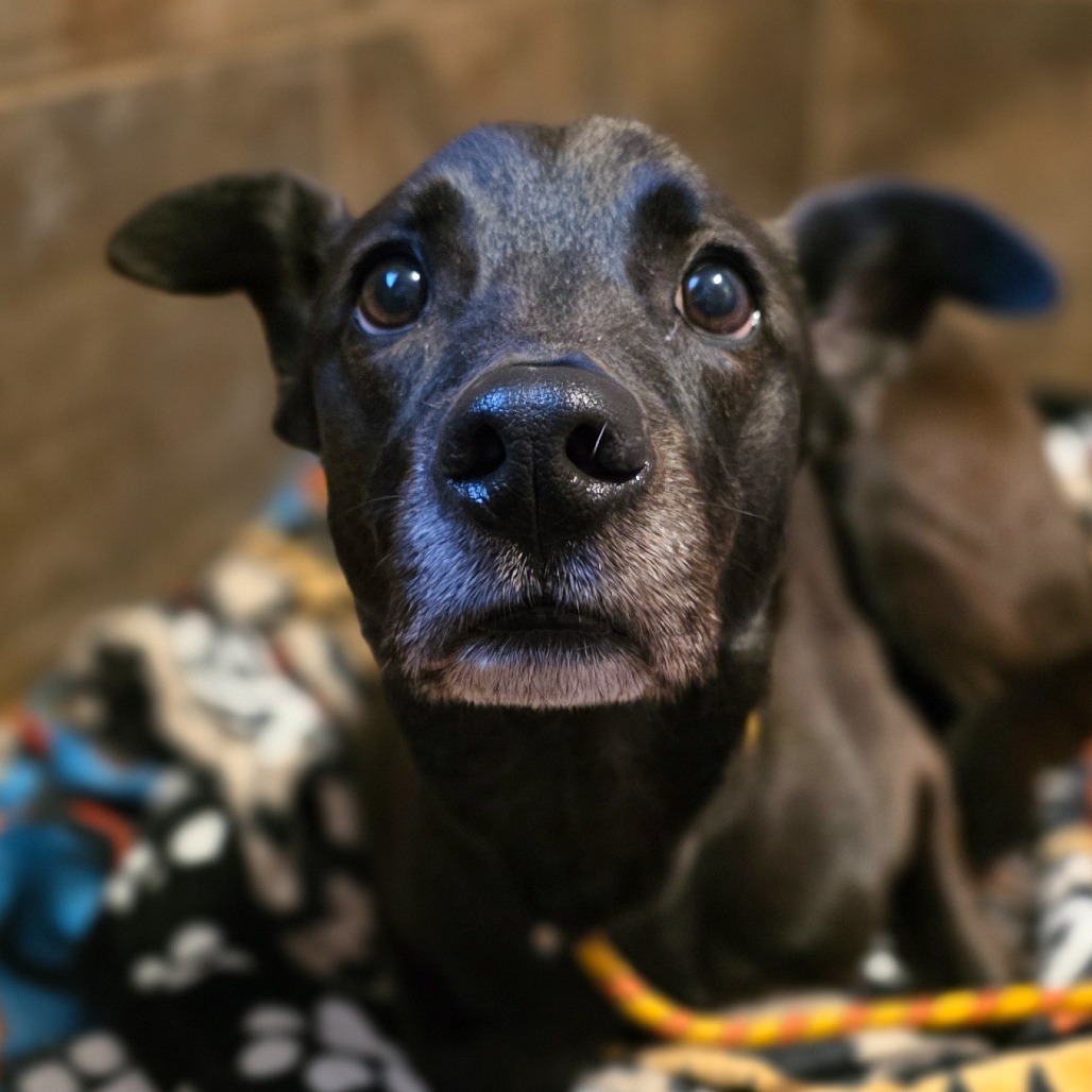 Mosey, an adoptable Mixed Breed in Glenfield, NY, 13343 | Photo Image 3