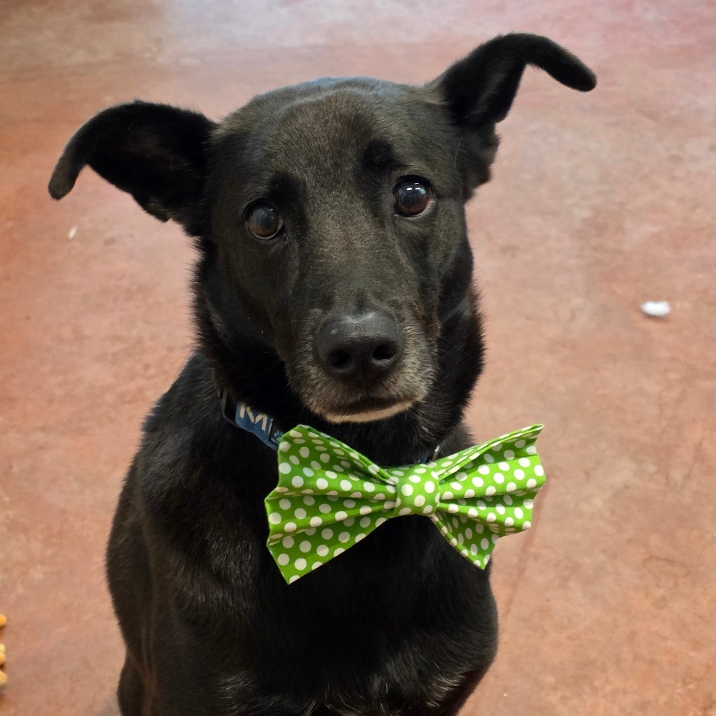 Mosey, an adoptable Mixed Breed in Glenfield, NY, 13343 | Photo Image 4