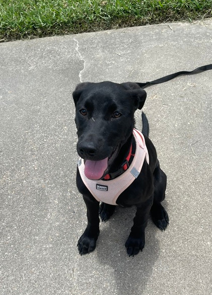 Laika, an adoptable Labrador Retriever in Halifax, NS, B3J 3A5 | Photo Image 1
