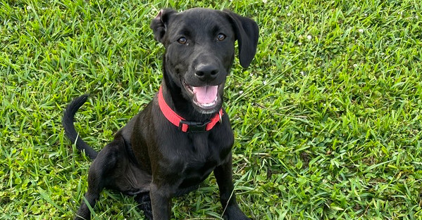 Laika, an adoptable Labrador Retriever in Halifax, NS, B3J 3A5 | Photo Image 2