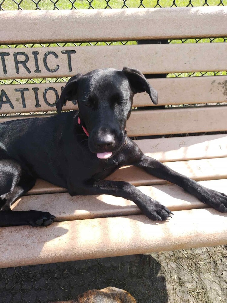 Laika, an adoptable Labrador Retriever in Halifax, NS, B3J 3A5 | Photo Image 2