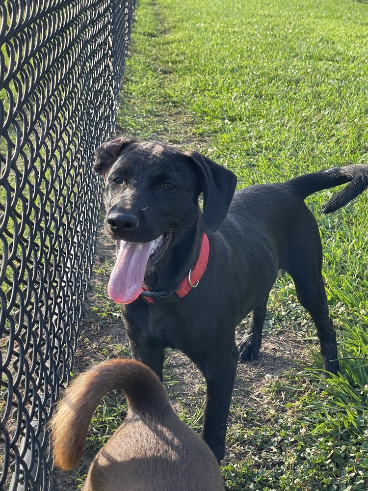 Laika, an adoptable Labrador Retriever in Halifax, NS, B3J 3A5 | Photo Image 3
