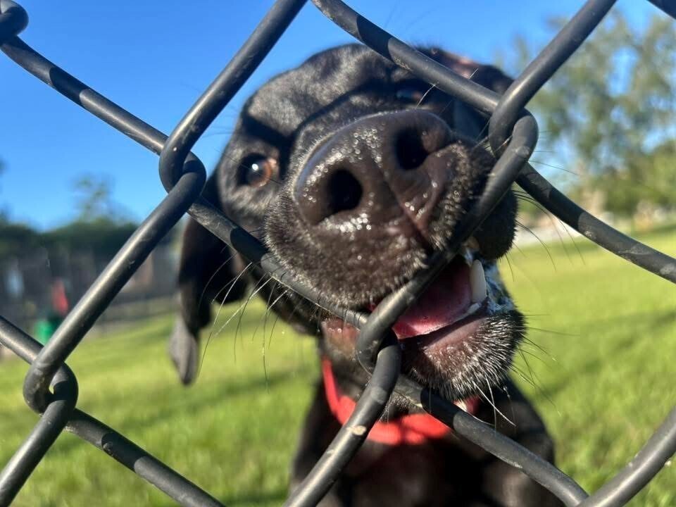 Laika, an adoptable Labrador Retriever in Halifax, NS, B3J 3A5 | Photo Image 4