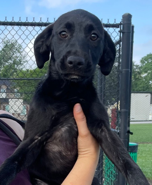 Laika, an adoptable Labrador Retriever in Halifax, NS, B3J 3A5 | Photo Image 5