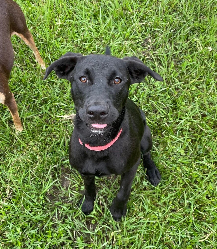Laika, an adoptable Labrador Retriever in Halifax, NS, B3J 3A5 | Photo Image 5