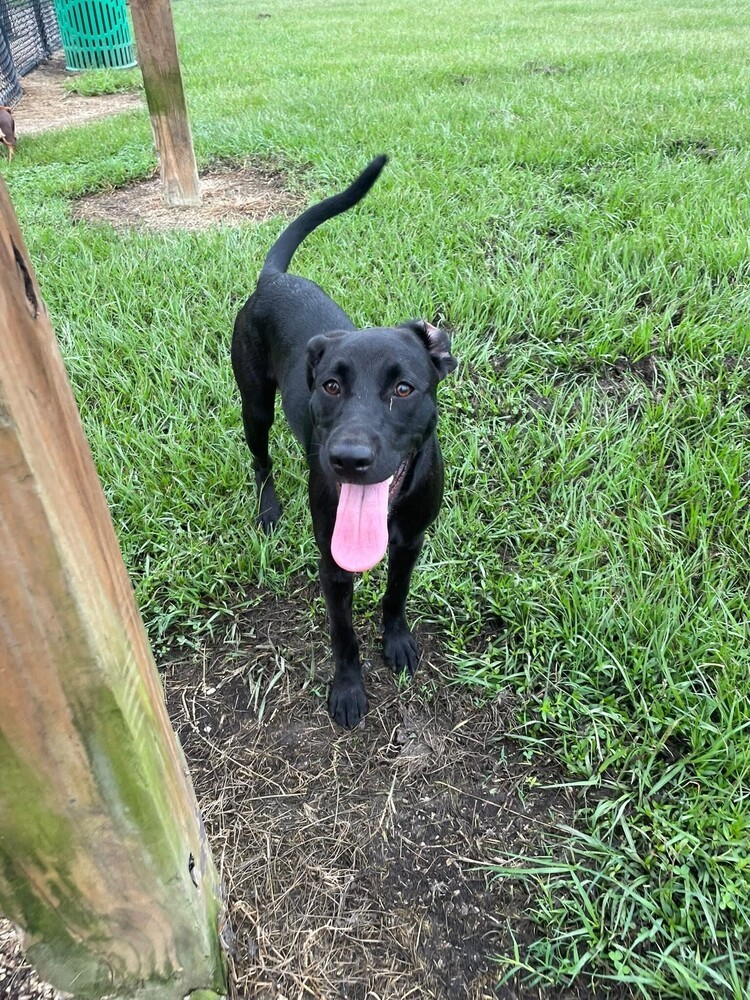 Laika, an adoptable Labrador Retriever in Halifax, NS, B3J 3A5 | Photo Image 6