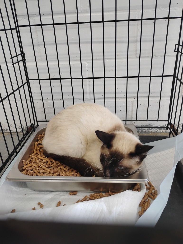Andy, an adoptable Domestic Short Hair in Brownwood, TX, 76801 | Photo Image 1