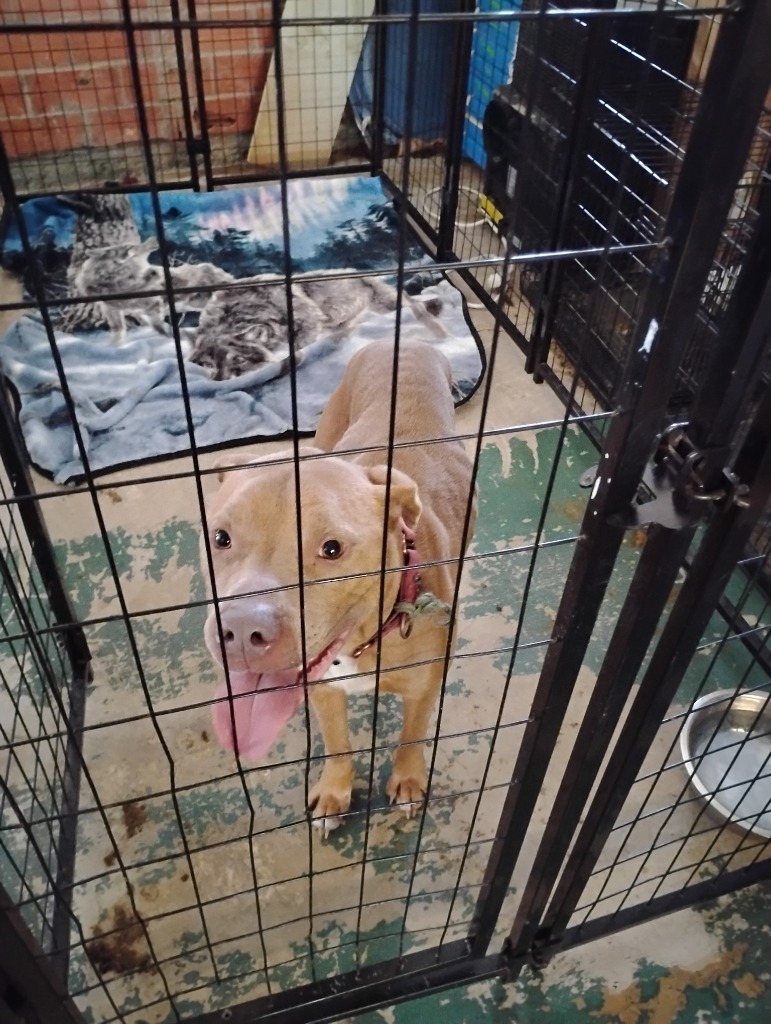 Samson