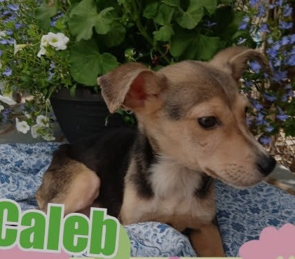 Caleb