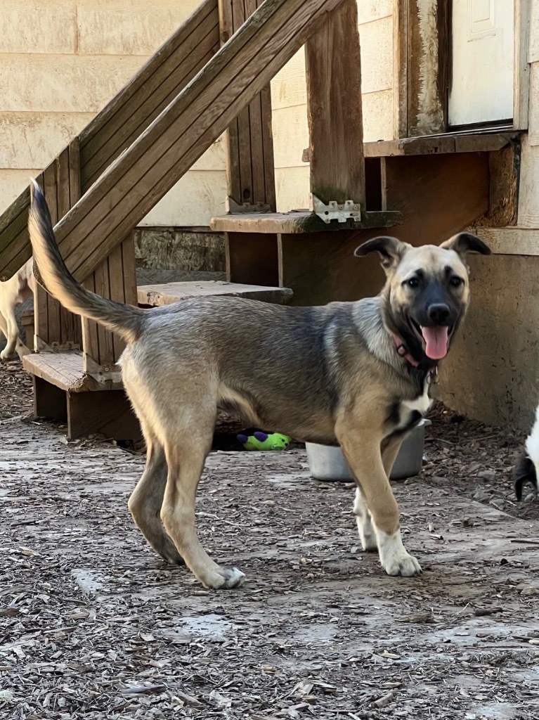 Nova