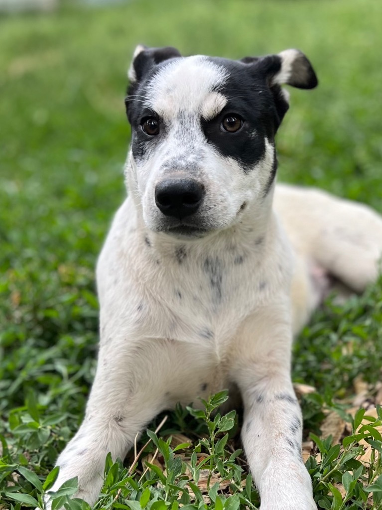 Hugo