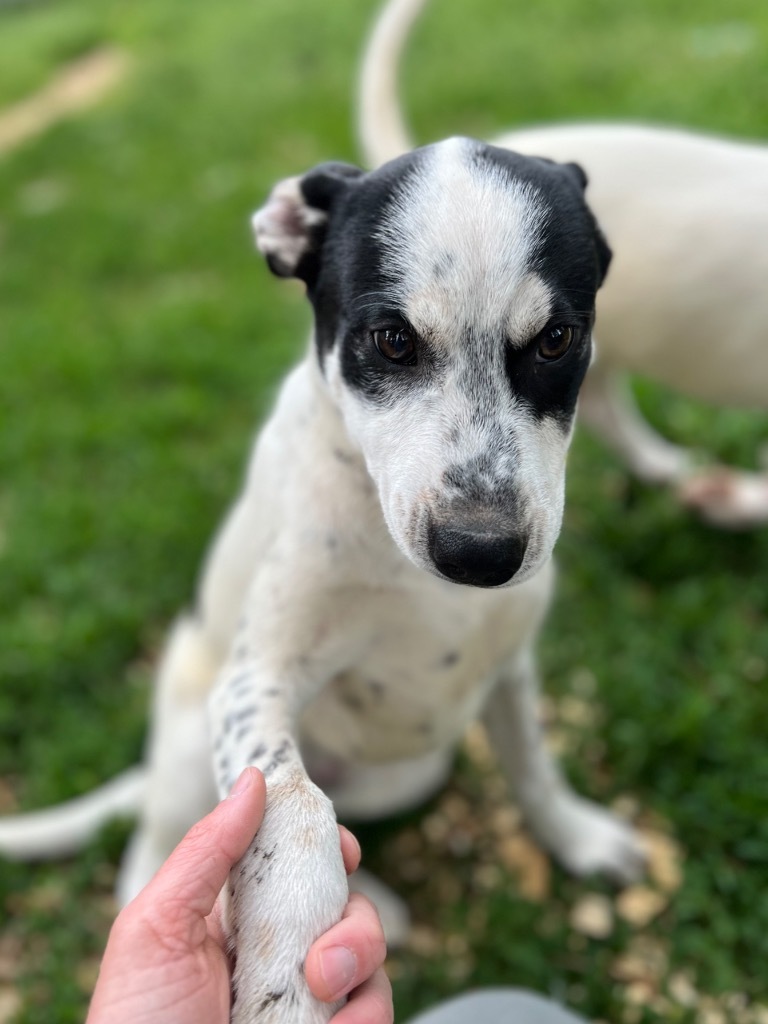 Hugo