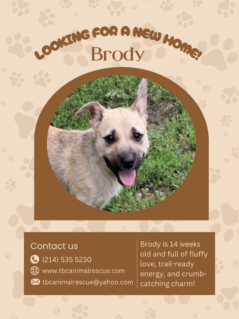 Brody