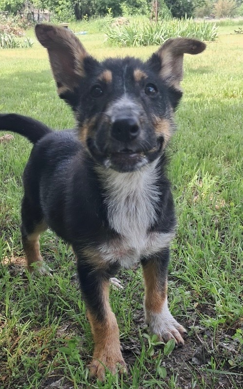 Brody