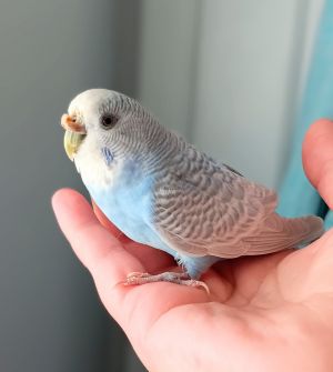 Bonnie, Senior Female Budgie / Budgerigar