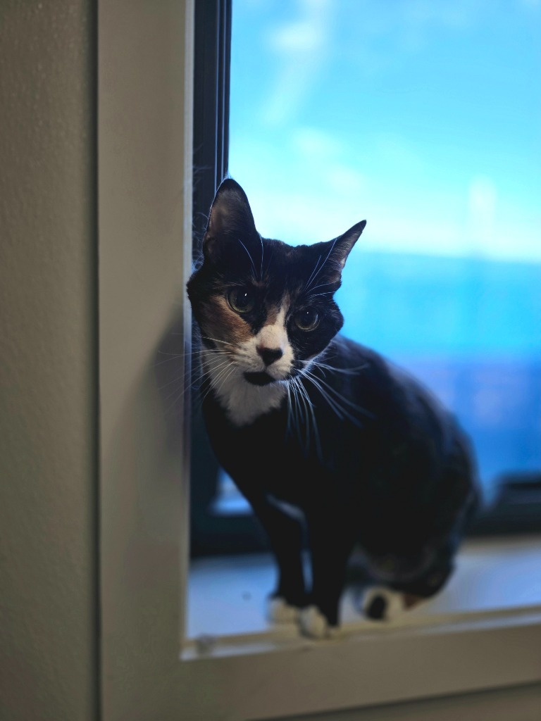 Mya, an adoptable Domestic Short Hair in Minot, ND, 58702 | Photo Image 1