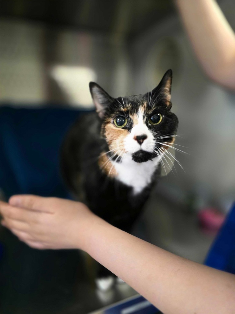 Mya, an adoptable Domestic Short Hair in Minot, ND, 58702 | Photo Image 2