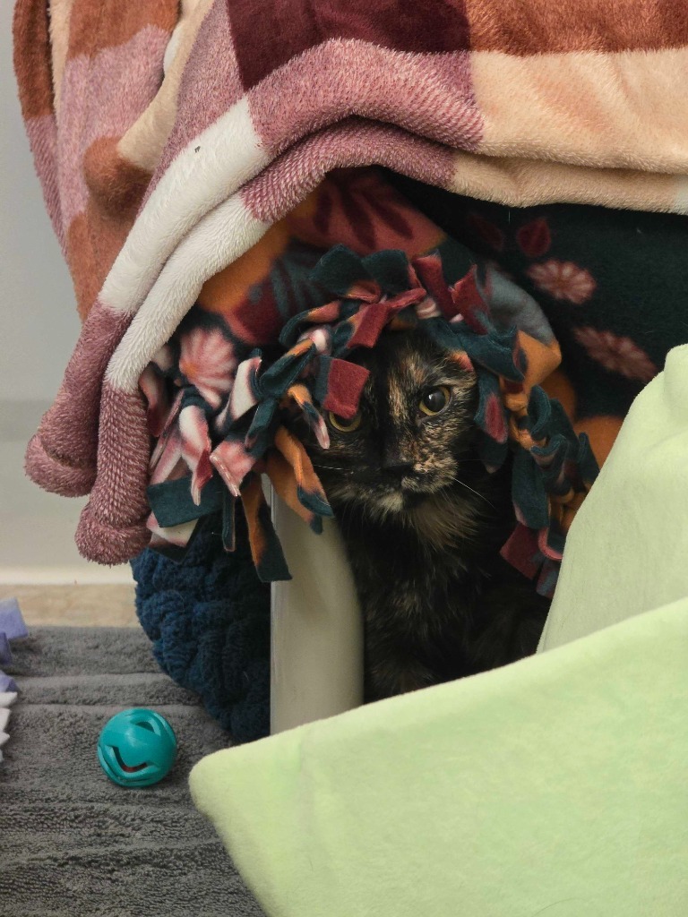 Owl, an adoptable Domestic Short Hair in Minot, ND, 58702 | Photo Image 1