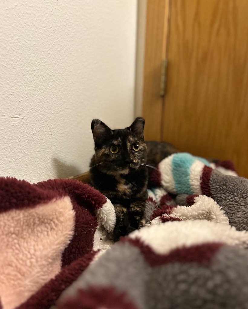 Owl, an adoptable Domestic Short Hair in Minot, ND, 58702 | Photo Image 1