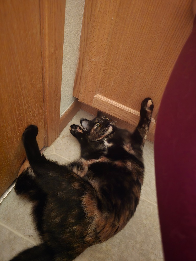 Owl, an adoptable Domestic Short Hair in Minot, ND, 58702 | Photo Image 1