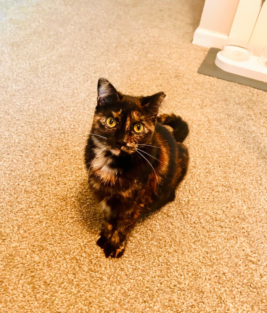 Owl, an adoptable Domestic Short Hair in Minot, ND, 58702 | Photo Image 1