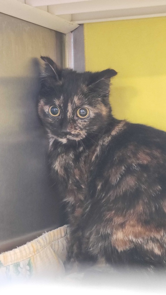 Owl, an adoptable Domestic Short Hair in Minot, ND, 58702 | Photo Image 2